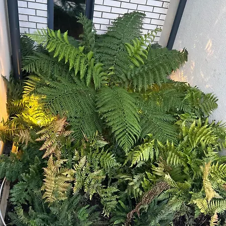 Two Bedroom Ground Floor Apartment, Professionally Managed * Δουβλίνο