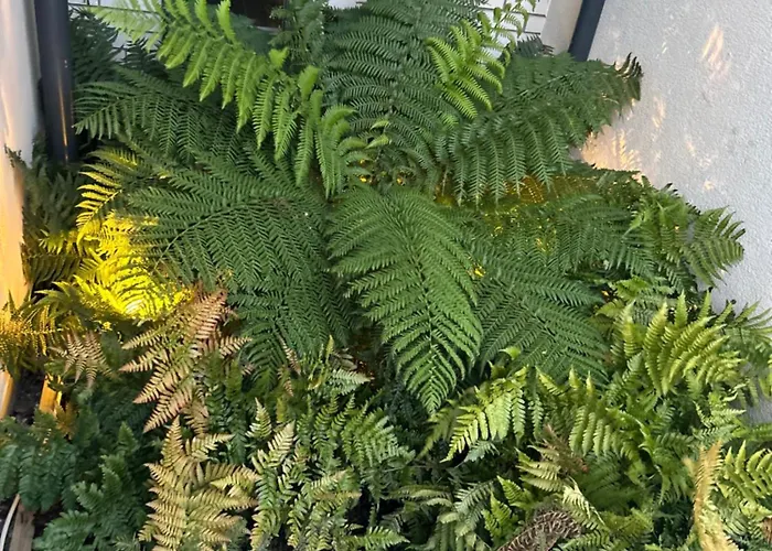 Two Bedroom Ground Floor Apartment, Professionally Managed * דבלין